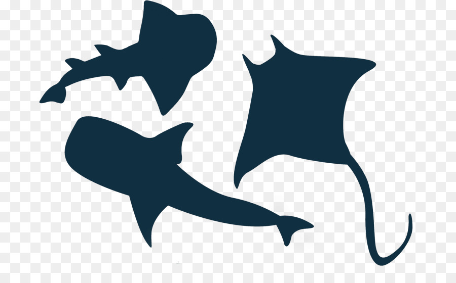Great white shark Vector graphics Illustration Clip art - shark fin clipart png pixabay png download - 768*548 - Free Transparent Shark png Download.