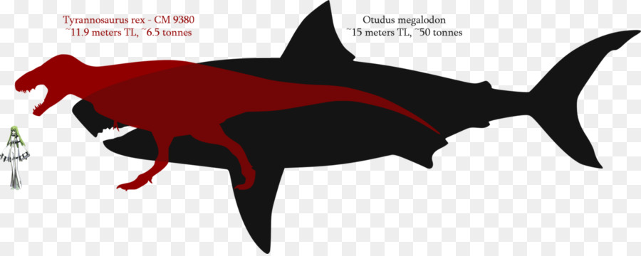 Shark tooth Megalodon Tyrannosaurus Great white shark - shark png download - 1420*563 - Free Transparent Shark png Download.