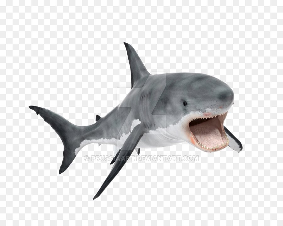 Great white shark Tiger shark Whale shark Requiem shark - shark png download - 900*709 - Free Transparent Great White Shark png Download.