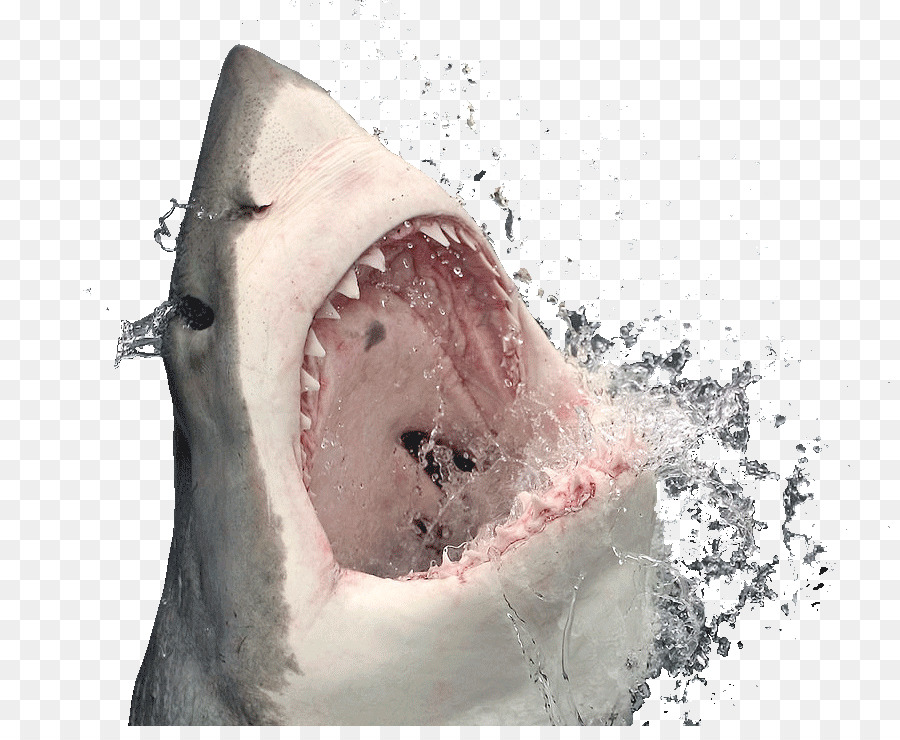 Great white shark Almanac Scuba diving - others png download - 891*726 - Free Transparent Great White Shark png Download.