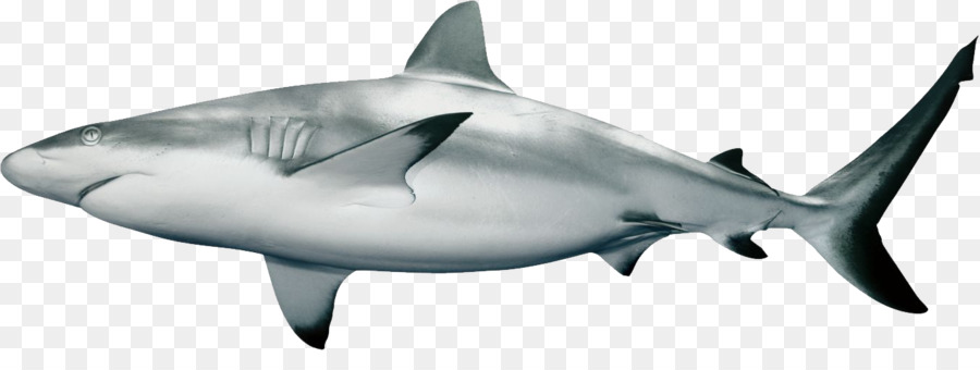 Caribbean reef shark Carcharhinus amblyrhynchos Clip art - shark png download - 1360*487 - Free Transparent Shark png Download.