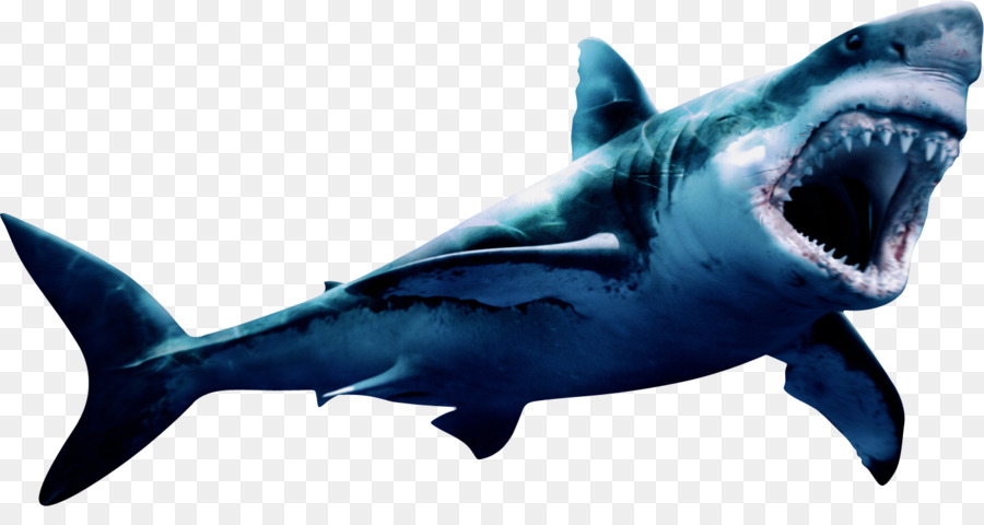 Great white shark Megalodon Portable Network Graphics Image - megalodon border png download - 900*463 - Free Transparent Shark png Download.