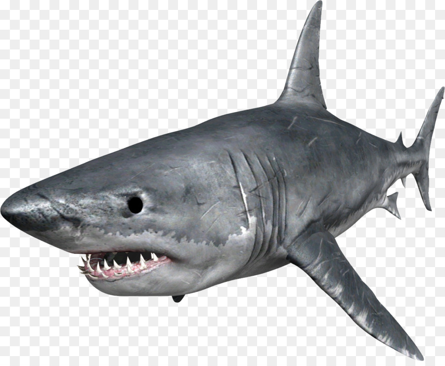 Hungry Shark Evolution Great white shark Clip art - sharks png download - 1170*949 - Free Transparent Hungry Shark Evolution png Download.