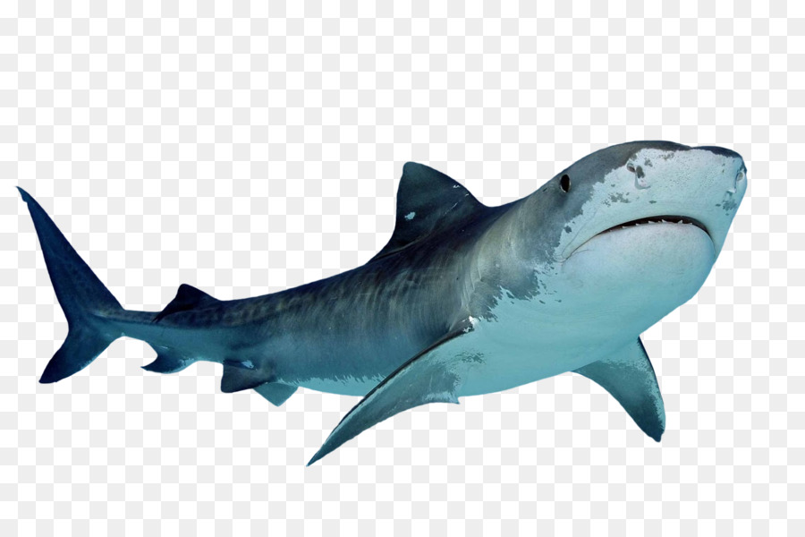 Tiger shark Clip art - BABY SHARK png download - 1600*1066 - Free Transparent Shark png Download.