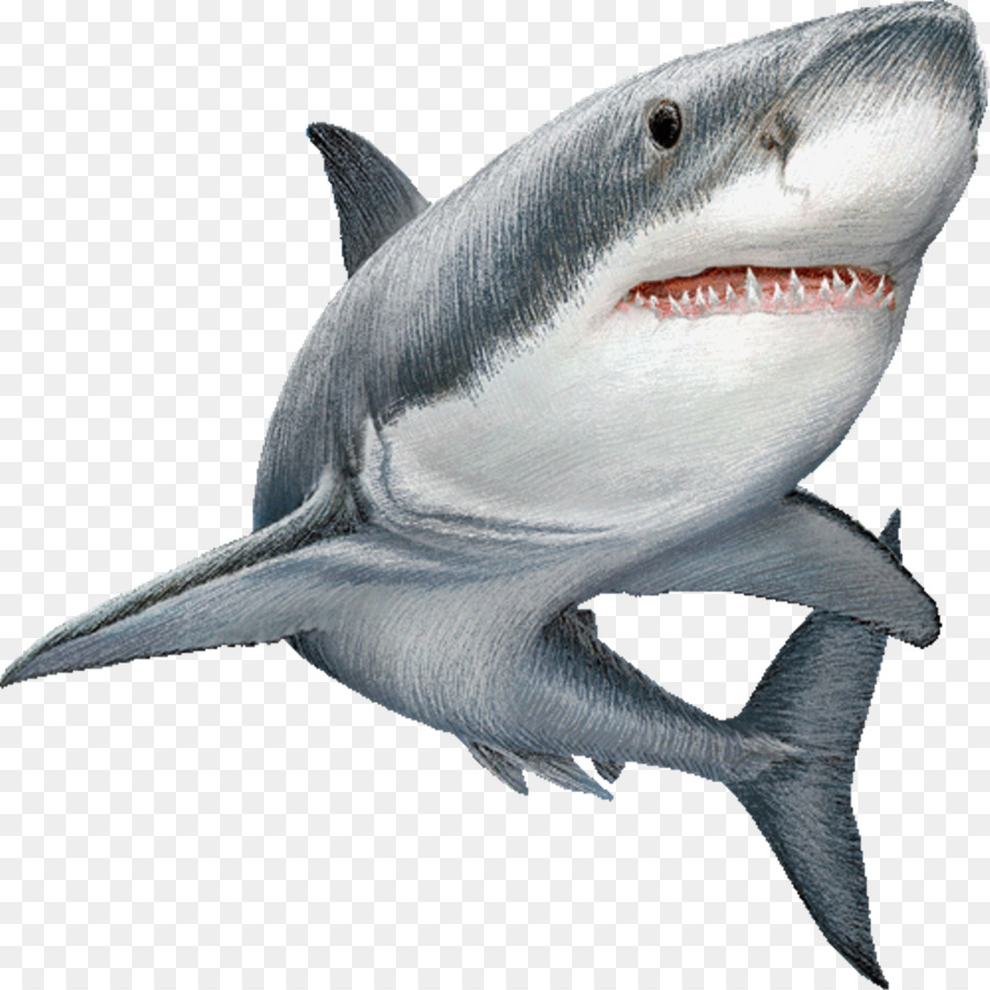 Great white shark Clip art Image Illustration - shark png download - 1024*1024 - Free Transparent Shark png Download.