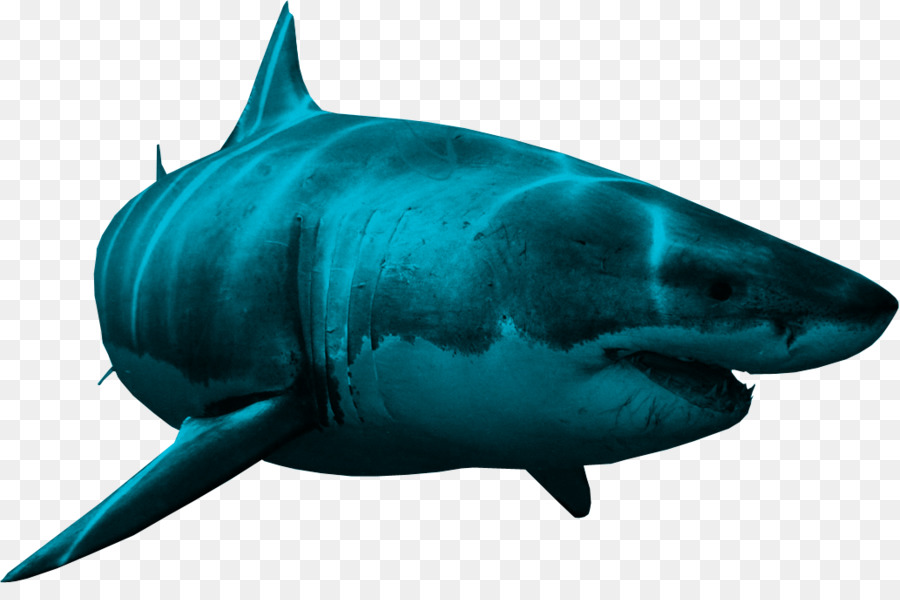 Shark Clip art - sharks png download - 1032*669 - Free Transparent Shark png Download.