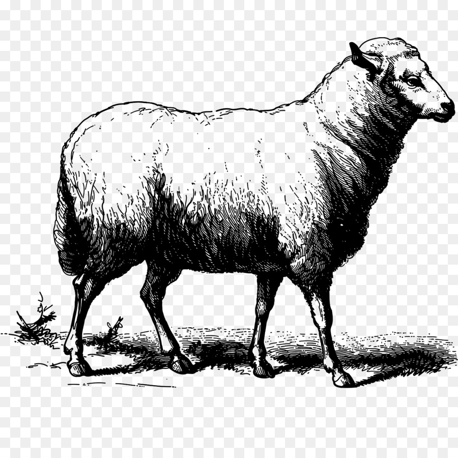Sheep Goat Drawing - clarabelle cow png download - 3508*3508 - Free Transparent Sheep png Download.