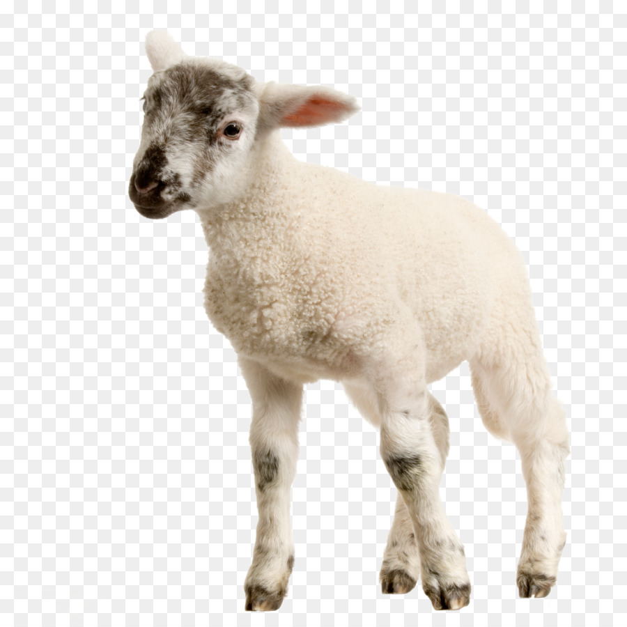 Sheep Lamb and mutton Stock photography Goat - sheep png download - 2835*2835 - Free Transparent Lamb png Download.