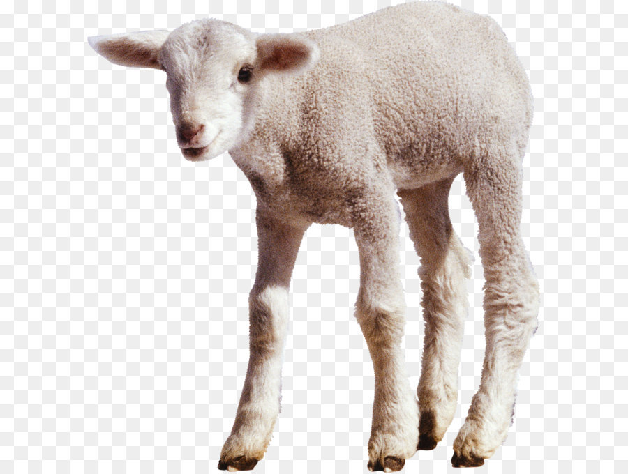 Sheep Goat - white little sheep PNG image png download - 2680*2800 - Free Transparent Sheep png Download.