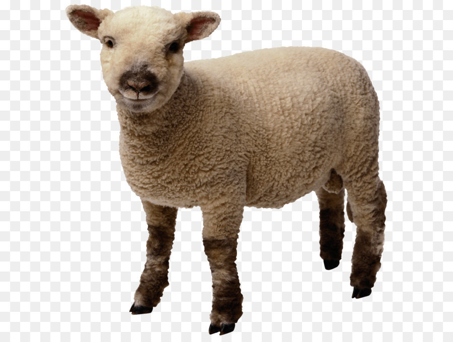 Sheep Clip art - Sheep Png Image png download - 989*1024 - Free Transparent Sheep png Download.