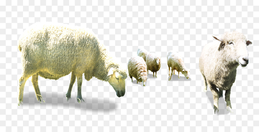 Sheep Goat Herding - Bow flock png download - 2362*1181 - Free Transparent Eid Al Adha png Download.