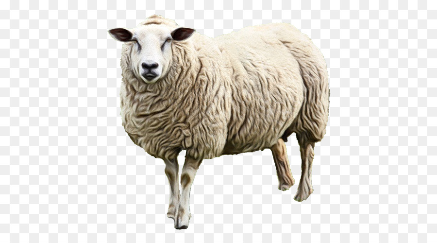 Sheep milk Lamb Goat -  png download - 500*500 - Free Transparent Eid Al Adha png Download.