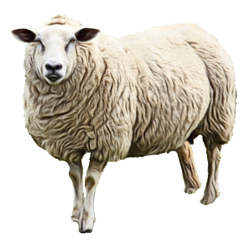 Sheep milk Lamb Goat - png download - 500*500 - Free Transparent Eid Al
