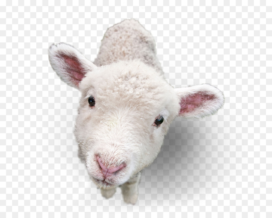 Sheep Goat Portable Network Graphics Image Lamb and mutton - sheep png download - 740*714 - Free Transparent Sheep png Download.