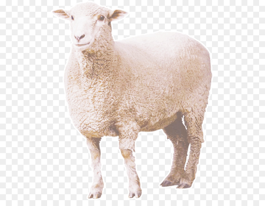 Sheep - Curly Sheep png download - 556*683 - Free Transparent Eid Al Adha png Download.