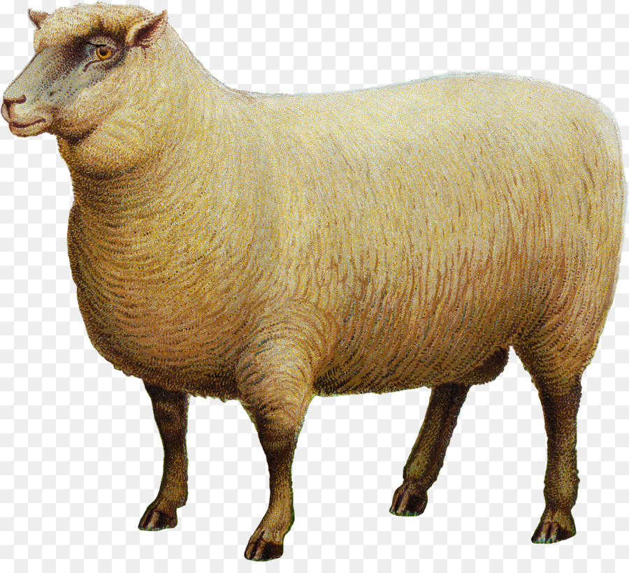 Southdown sheep Goat Portable Network Graphics Livestock - goat png download - 1800*1610 - Free Transparent Southdown Sheep png Download.