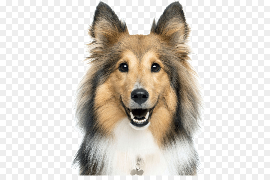 Border Collie Sheltie guinea pig Rough Collie Puppy Shepherd Dog - puppy png download - 565*585 - Free Transparent Border Collie png Download.