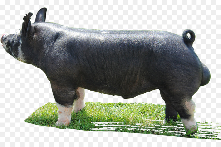 Berkshire pig Cattle Livestock Mauck Show Hogs Herd - boar png download - 920*613 - Free Transparent Berkshire Pig png Download.