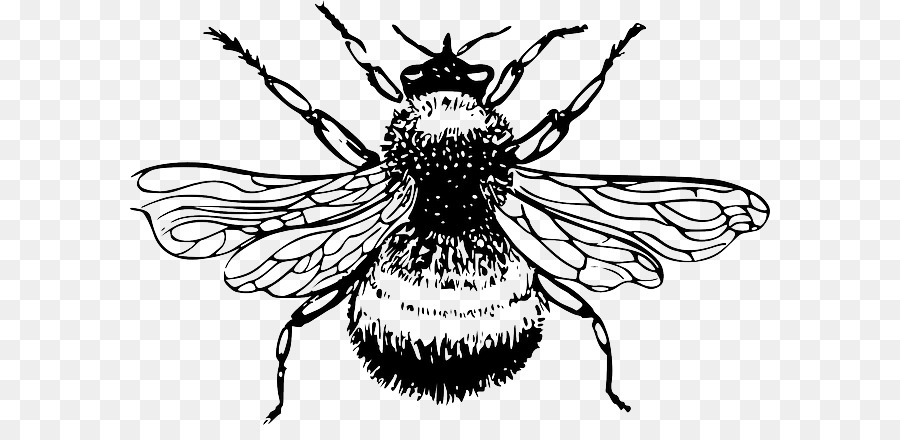 Honey bee Bombus lucorum Drawing Clip art - Bee Silhouette png download - 640*425 - Free Transparent Bee png Download.