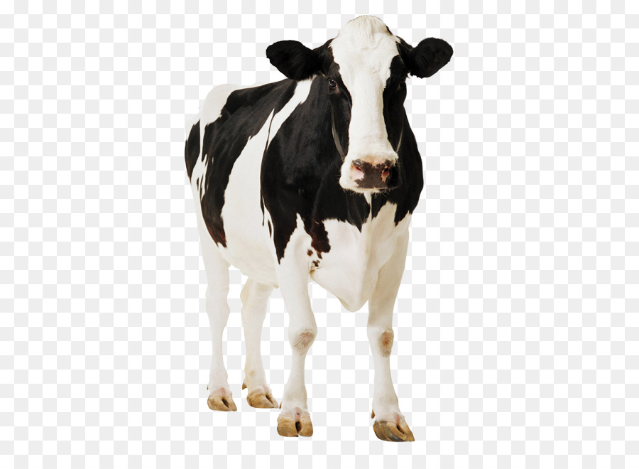 Cattle Cardboard Cut-Outs Standee Farm Cardboard Cutout Standup - holstein cartoon png download - 866*650 - Free Transparent Cattle png Download.