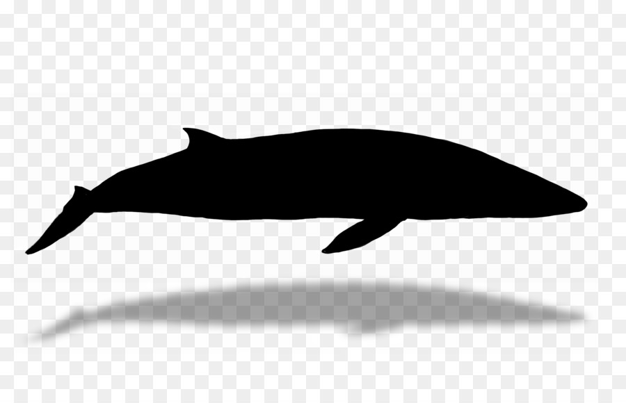 Tucuxi Dolphin Fauna Silhouette -  png download - 2880*1800 - Free Transparent Tucuxi png Download.