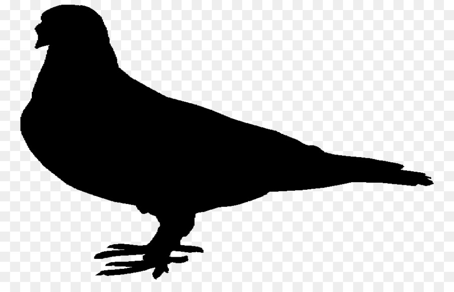 Beak Pigeons and doves Fauna Landfowl Silhouette -  png download - 957*600 - Free Transparent Beak png Download.