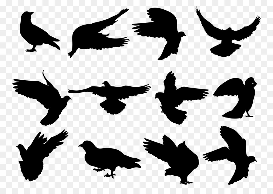 Rock dove Columbidae Silhouette Bird - Silhouette png download - 1400*980 - Free Transparent Rock Dove png Download.