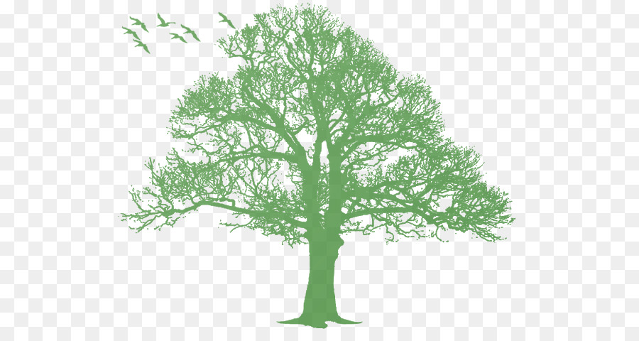 Oak Tree Silhouette - tree png download - 570*464 - Free Transparent Oak png Download.