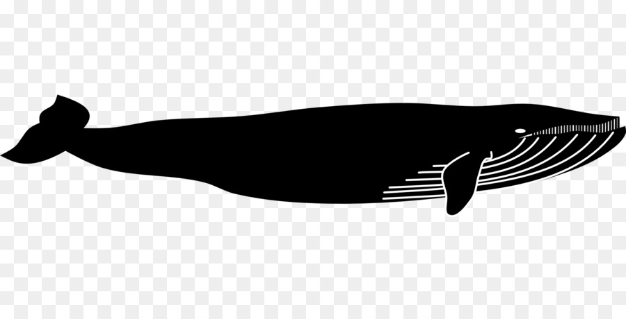 Blue whale Marine mammal Animal - whale png download - 1920*960 - Free Transparent Whale png Download.