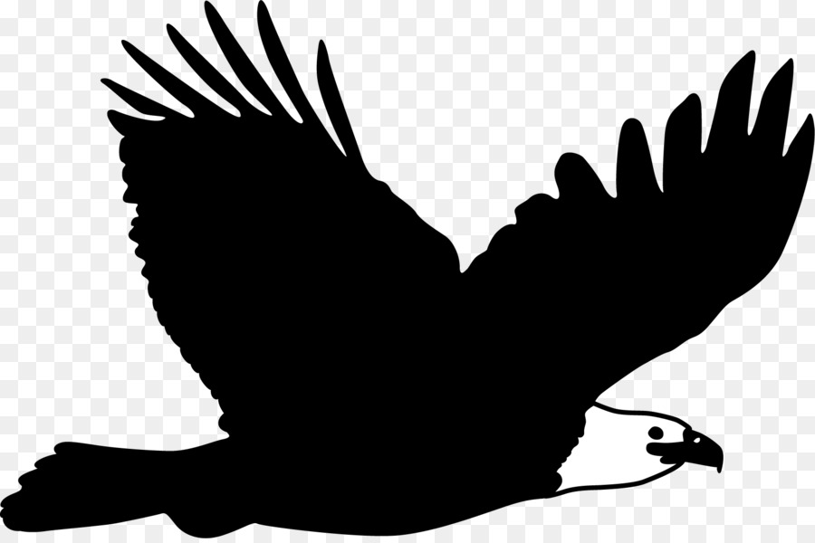 Bald Eagle Flight Bird - The Hawk Flies High png download - 1716*1135 - Free Transparent Bald Eagle png Download.