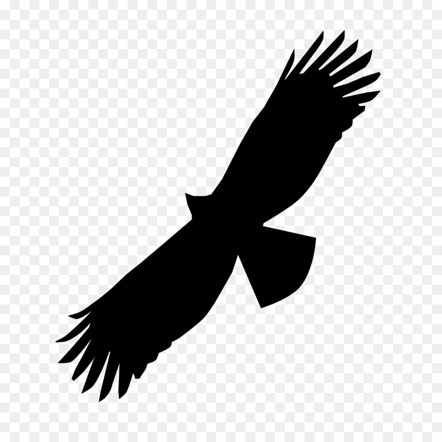 Black eagle Bird of prey Bald Eagle Beak - eagle png download - 1024*1024 - Free Transparent Eagle png Download.