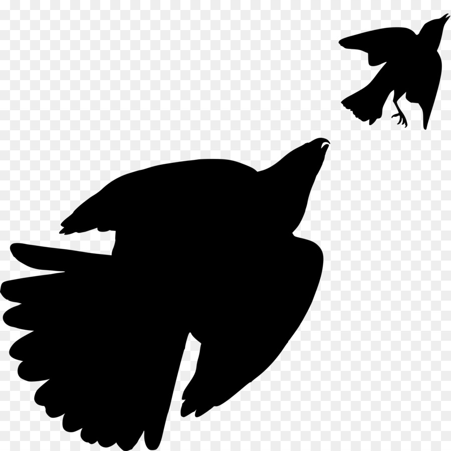 Silhouette Of Hawk