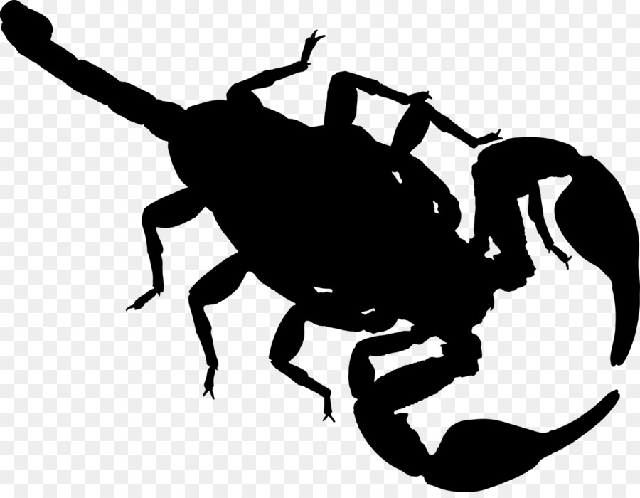Scorpion Clip art - Scorpion png download - 1280*984 - Free Transparent Scorpion png Download.
