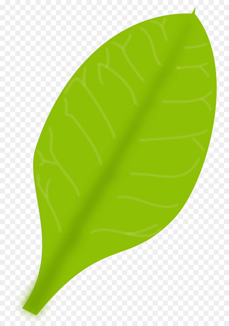 Green - Simple leaf png download - 807*1280 - Free Transparent Green png Download.