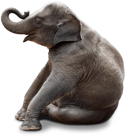 Chair Stock photography Bench Elephant Sitting - cute elephant png ...