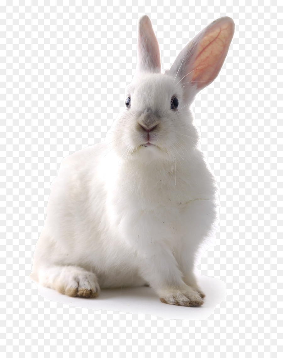 White Rabbit Easter Bunny Cat Lionhead rabbit - rabit png download - 1024*1280 - Free Transparent White Rabbit png Download.