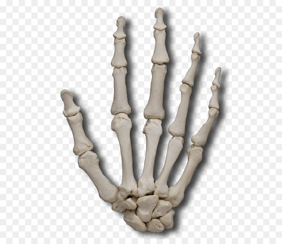 Finger Metacarpal bones Phalanx bone - others png download - 565*765 - Free Transparent Finger png Download.