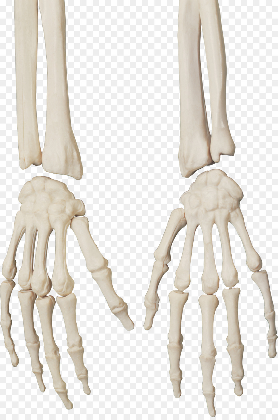 Human skeleton Bone Skull - bones png download - 1545*2320 - Free Transparent Skeleton png Download.