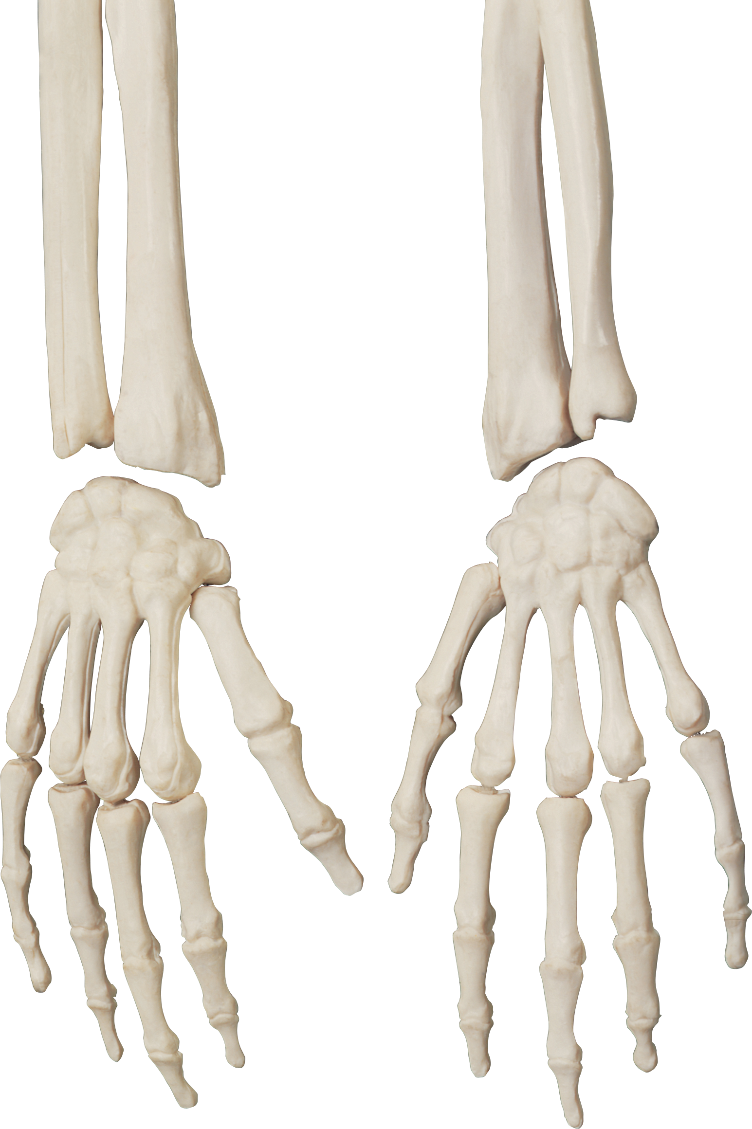 Skeleton Hand Svg Hand Skeleton Svg Hand Bones Png Bo - vrogue.co
