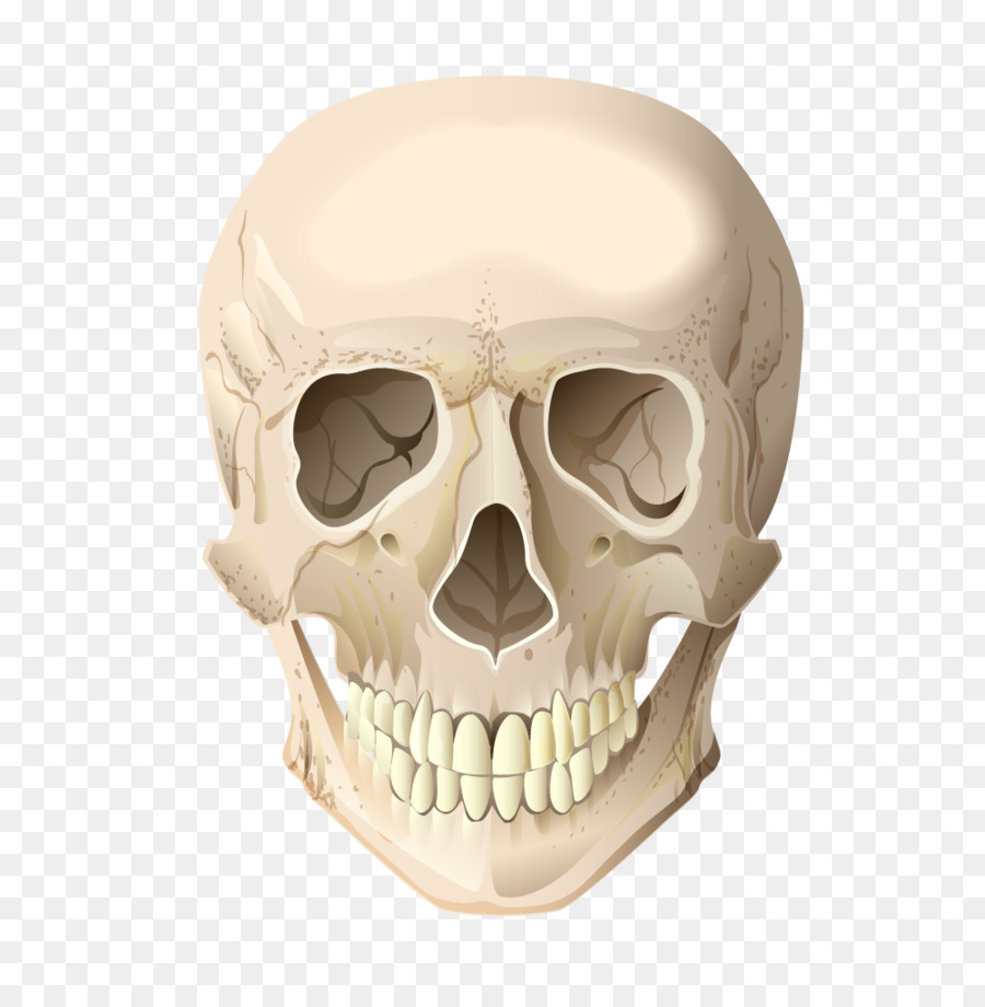 Skull Skeleton Head Bone - Cranial skeleton head vector terrorist png download - 1000*1011 - Free Transparent Skull png Download.