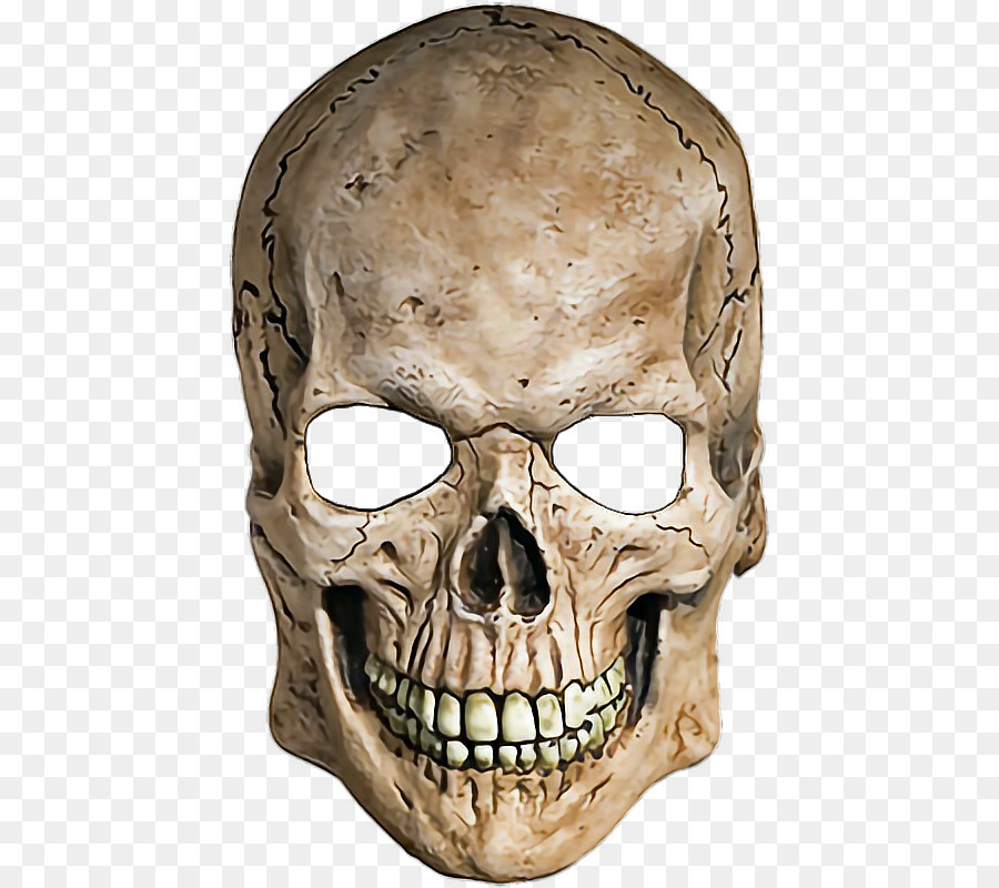 Skull Human skeleton - skull png download - 490*800 - Free Transparent Skull png Download.