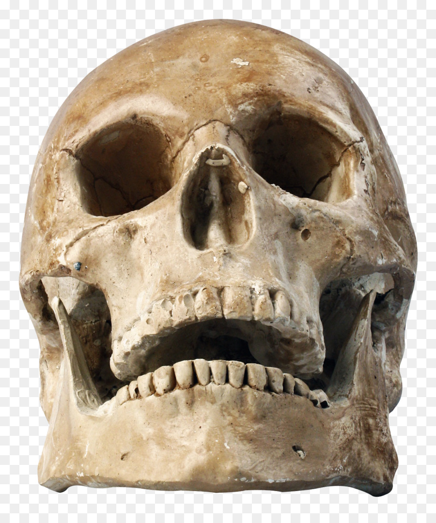 Skull Human skeleton - Skull png download - 1130*1356 - Free Transparent Skull png Download.