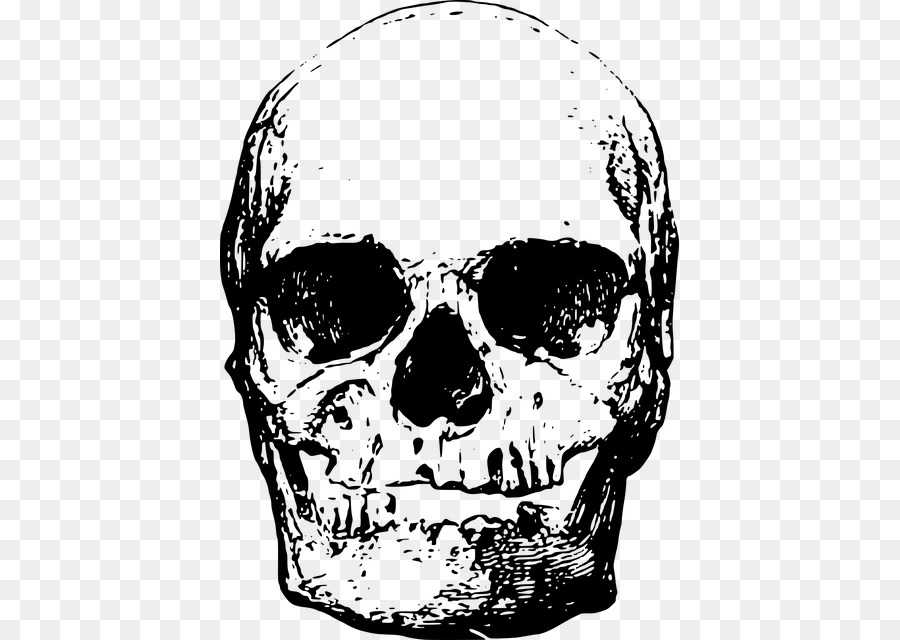 Human skeleton Skull Head - craneos png download - 459*640 - Free Transparent Human Skeleton png Download.