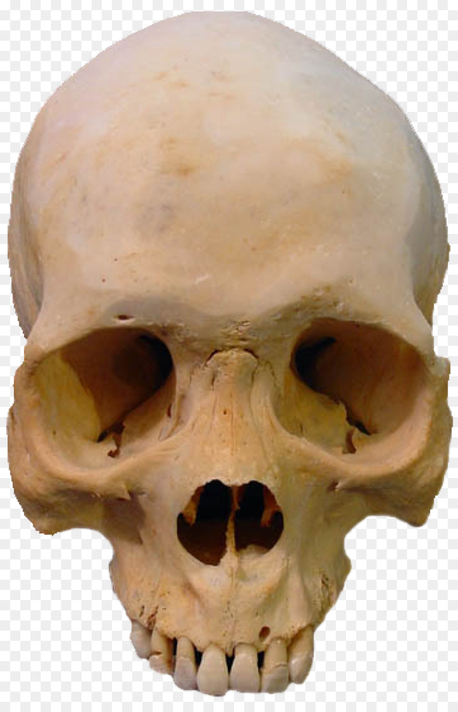 Skull Skeleton Clip art - skulls png download - 1200*1843 - Free Transparent Skull png Download.