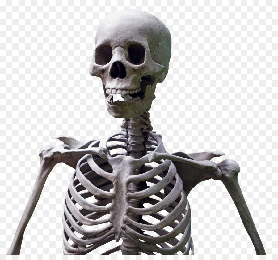 Human skeleton - Skeleton png download - 1820*1665 - Free Transparent Skeleton png Download.