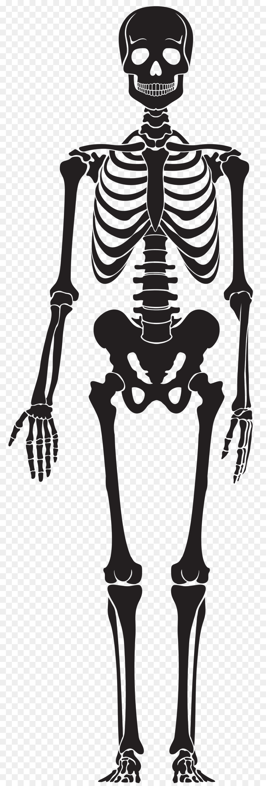 Human skeleton Skull - stump png download - 2717*8000 - Free Transparent Human Skeleton png Download.