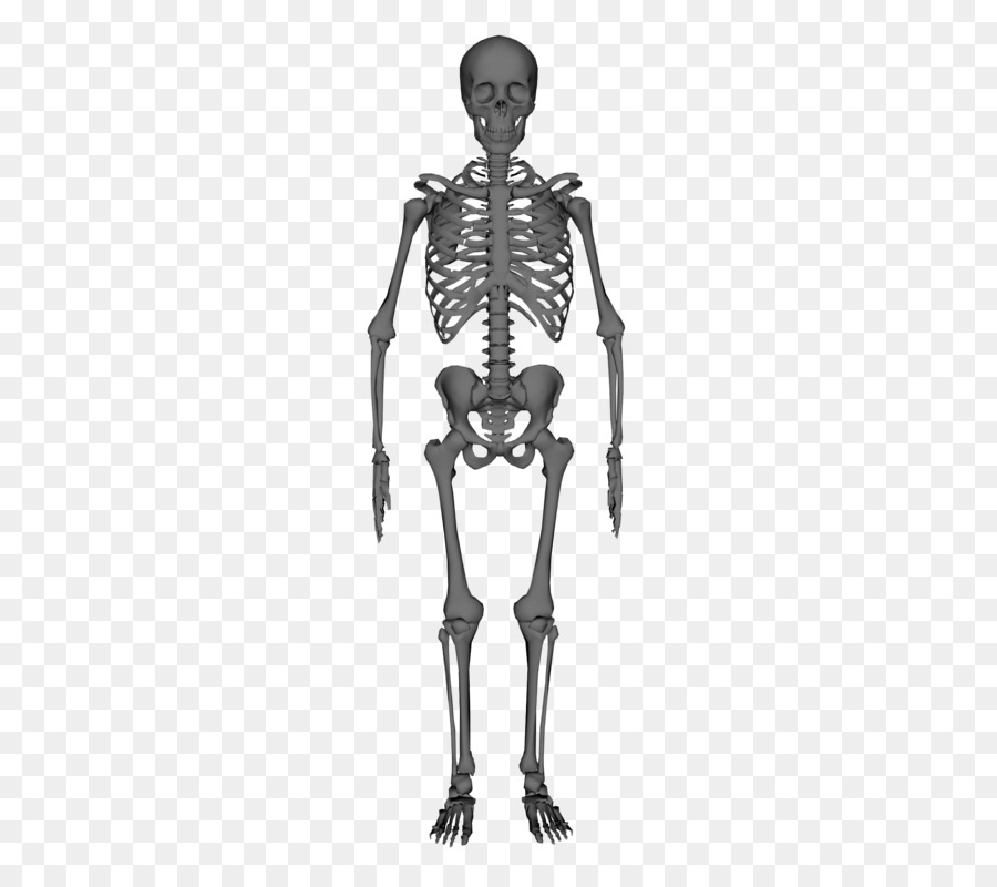 Human skeleton Anatomy Stock photography - Skeleton png download - 800*800 - Free Transparent  png Download.