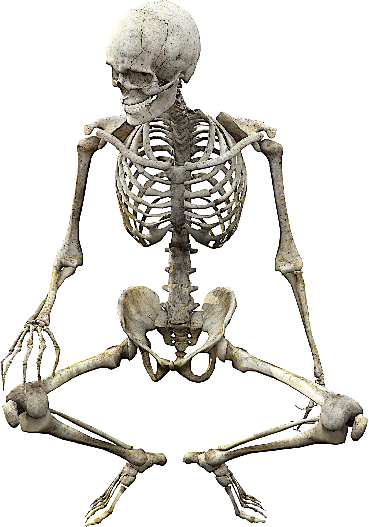 Human Skeleton Human Body Bone Anatomy Skeleton Transparent Background ...