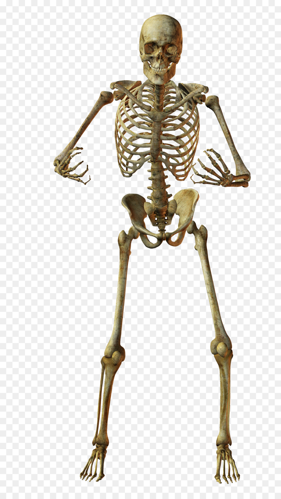 Human skeleton Bone Anatomy - Skeleton png download - 885*1600 - Free Transparent Human Skeleton png Download.