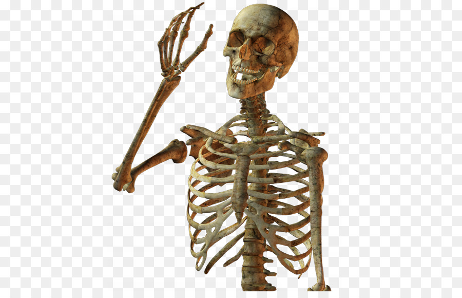 Calavera Skull Human skeleton - Skull skeleton png download - 567*567 - Free Transparent Calavera png Download.